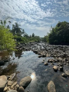 Outdoor rock garden décor with native plants