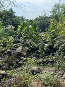 Landscaping boulders for luxury villa entrance garden