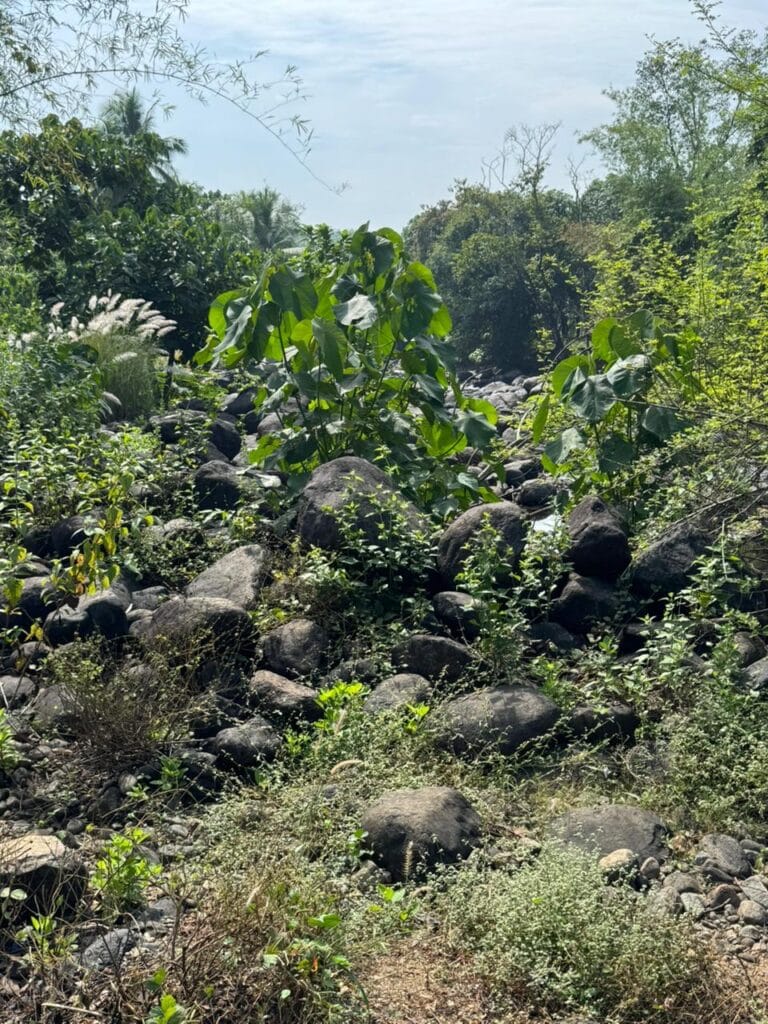 Landscaping boulders for luxury villa entrance garden