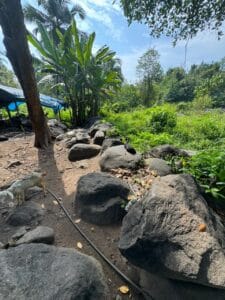 Natural stones blending with tropical garden plants
