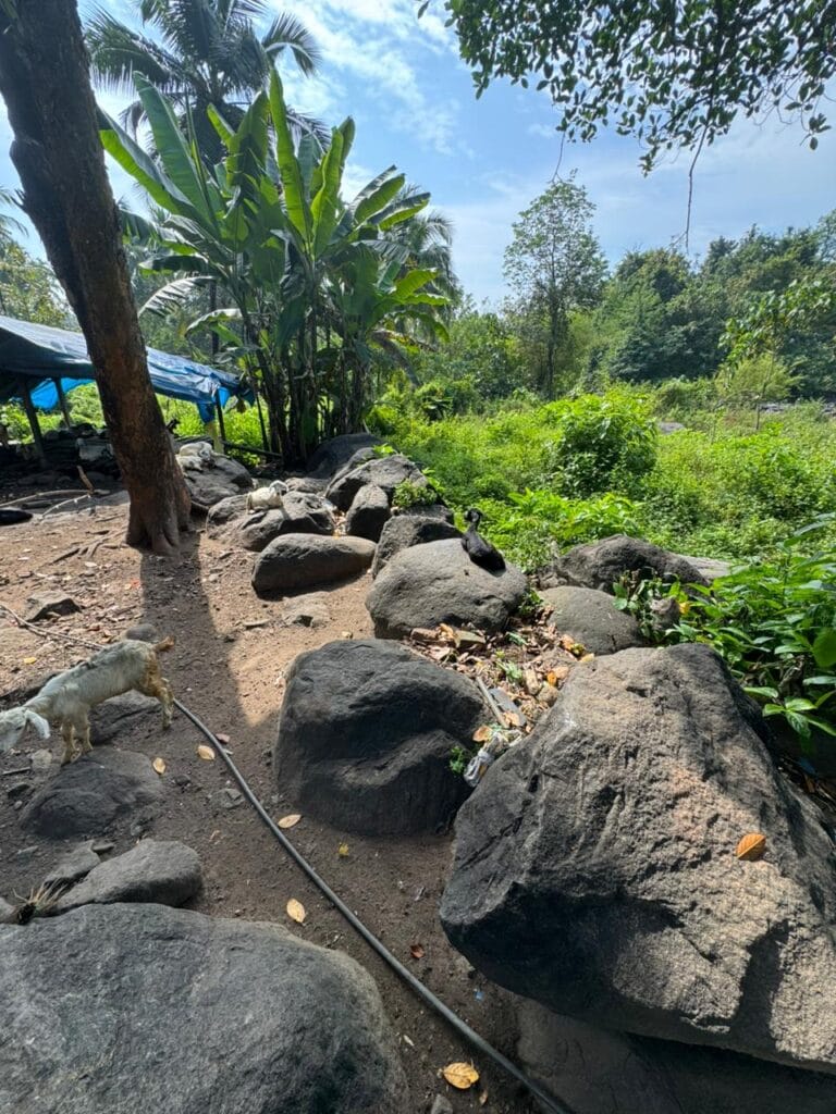 Natural stones blending with tropical garden plants