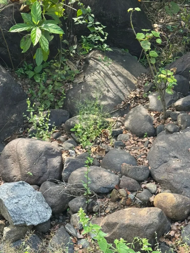 River stones used around a backyard pond