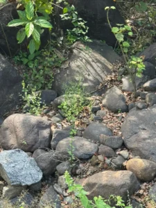 Natural stones in a dry river bed style garden