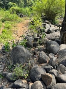 Garden rocks placed around cactus and succulents