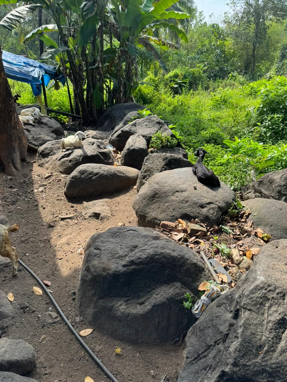 Heavy duty boulder rocks bulk supply