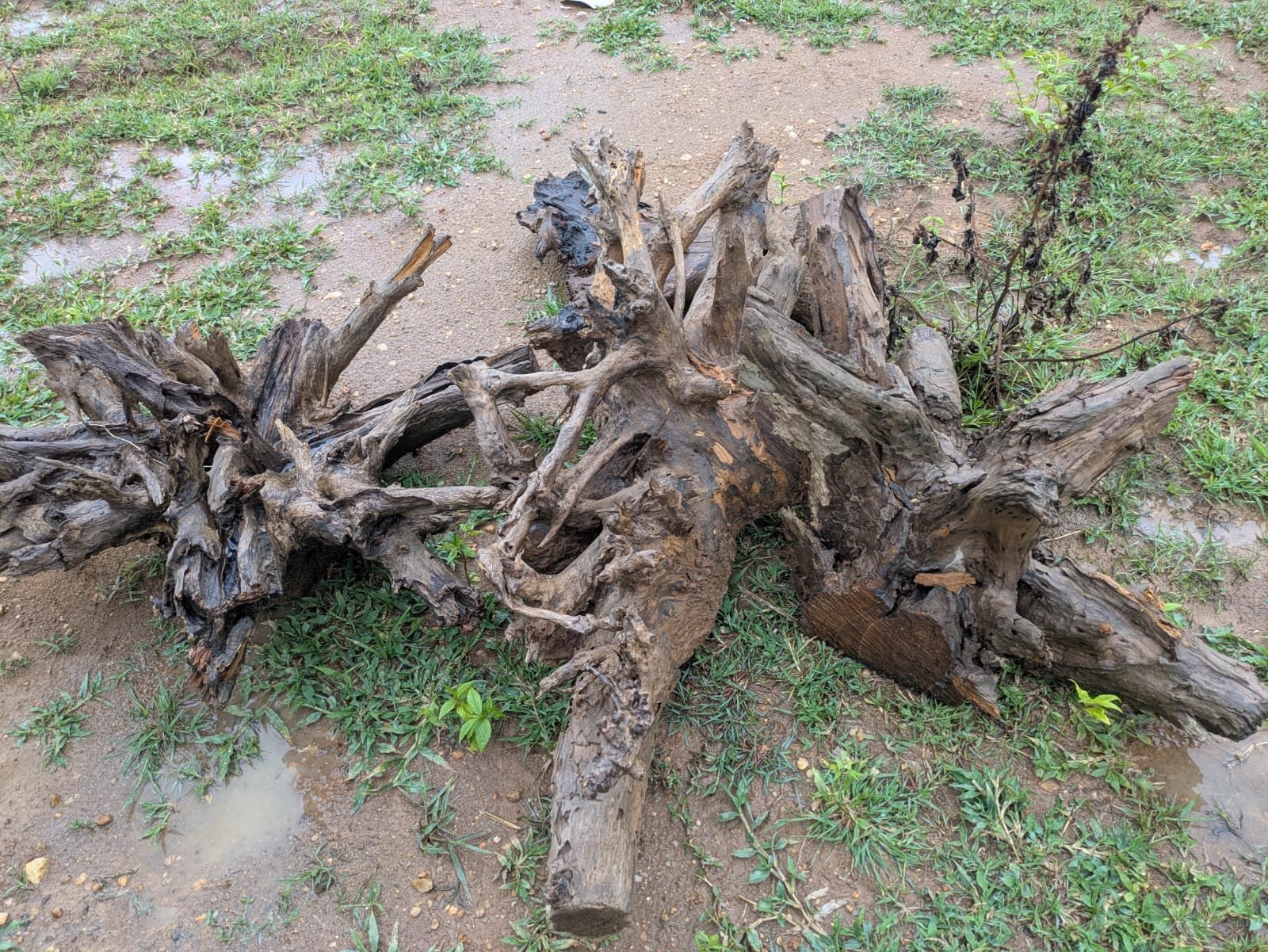 Massive wholesale pile of natural dense aquarium driftwood and bogwood available for bulk purchase in India.