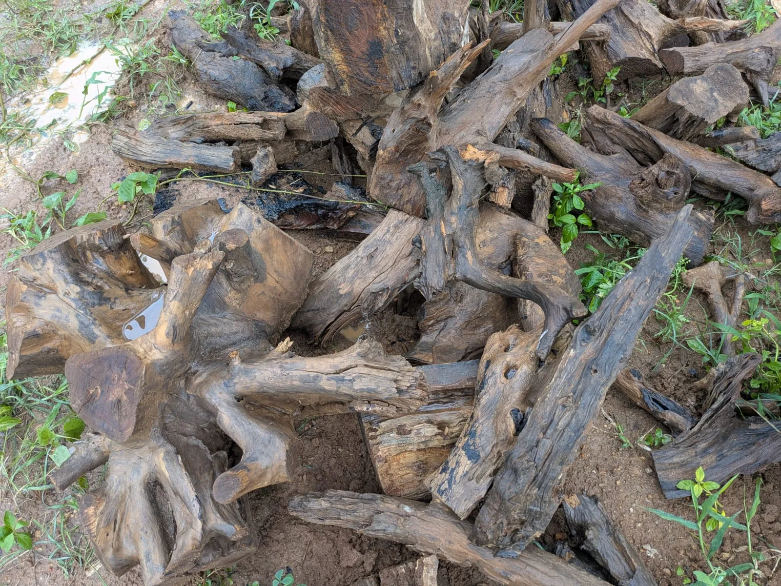 Large, intricate spider wood roots available for aquarium aquascaping at Stone & Rock Pebbles wholesale distributor in Bangalore.